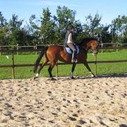 Hollandsk Varmblod Rejera