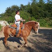 Haflinger Stanley