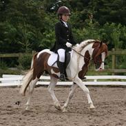 Welsh Partbred (Sec F) Kilmay Prince Pantani 