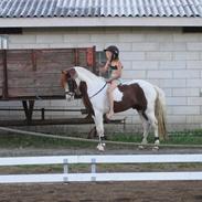 Welsh Partbred (Sec F) Kilmay Prince Pantani 