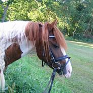 Welsh Partbred (Sec F) Kilmay Prince Pantani 