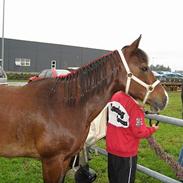 Anden særlig race araber - Flicka solgt/død