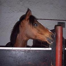 Anden særlig race Clements Lobel( R.I.P)