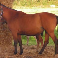 Dansk Varmblod Malou Duedal