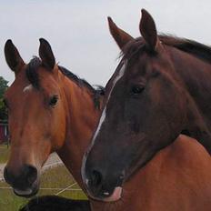 Dansk Varmblod Malou Duedal