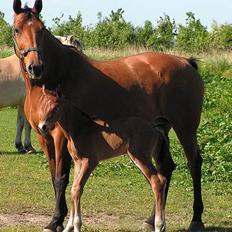 Dansk Varmblod Malou Duedal