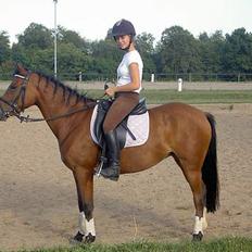 New Forest Firfod Joanna 