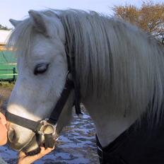 Shetlænder Onslow / passede /