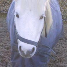 Shetlænder Onslow / passede /