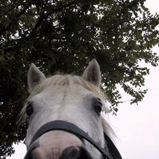 Shetlænder Onslow / passede /