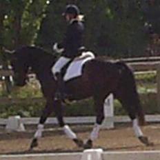 Oldenborg Ally af Egense R.I.P.