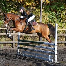 Dansk Varmblod MR. BURBERRY