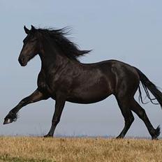 Frieser Maike Rozalien J.