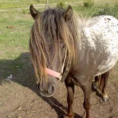 Knabstrupper Jolly Jumper