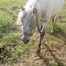 Knabstrupper Hannibal