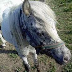 Knabstrupper Hannibal