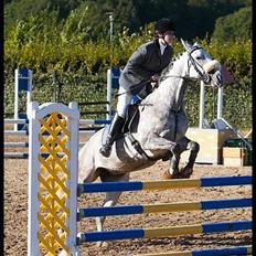 Fuldblod (XX) Polish Princess *Solgt*