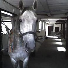 Fuldblod (XX) Polish Princess *Solgt*