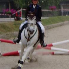Irsk Sportspony Pan