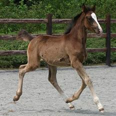 Tysk Oldenburger Gørklintgårds Brightness