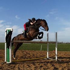 Holstener Miserable (solgt)