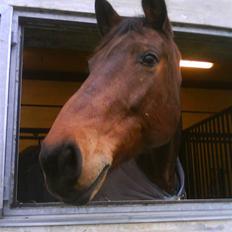 Holstener Miserable (solgt)