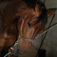 Holstener Miserable (solgt)