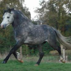 Welsh Mountain (sec A) Meadows Gucci (hingst)