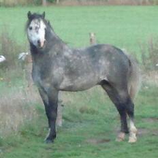 Welsh Mountain (sec A) Meadows Gucci (hingst)