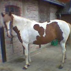 Pinto Pebsi <3 - *himmelpony* R.I.P d.12.09.2011 :'(