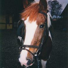 Pinto Pebsi <3 - *himmelpony* R.I.P d.12.09.2011 :'(