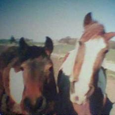 Pinto Pebsi <3 - *himmelpony* R.I.P d.12.09.2011 :'(