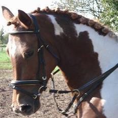 Pinto chickie charkiro(SOLGT)