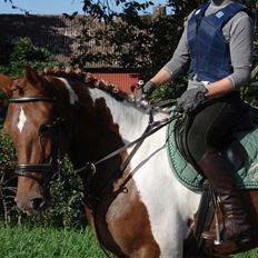 Pinto chickie charkiro(SOLGT)