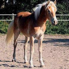 Tyroler Haflinger Winterstorm Elghuset SOLGT