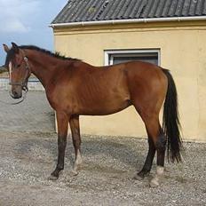 Dansk Varmblod Jeaton (aflivet)