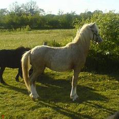 Welsh Pony (sec B) Tatoo † Død †