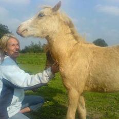 Welsh Pony (sec B) Tatoo † Død †