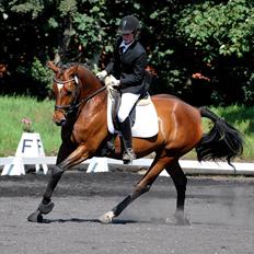 Dansk Varmblod Wanna-bell