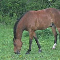 Anden særlig race Krastrups Tumbleweed