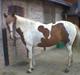 Pinto Pebsi <3 - *himmelpony* R.I.P d.12.09.2011 :'(