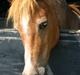 Welsh Pony (sec B) Bella