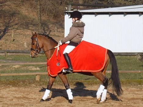 Welsh Pony (sec B) Chico "SOLGT" - Oz fra møllebjerg, bare i de kolde md. I øvrigt et rigtig dejligt sted. billede 7