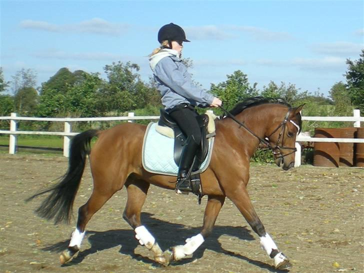 Welsh Pony (sec B) Chico "SOLGT" - Åhhh svært at få den tykke mave med... billede 8