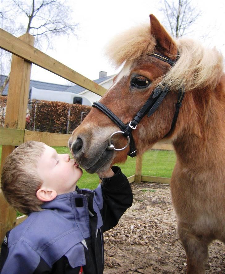 Shetlænder Sanne Bomlund  - De bedste venner - Sanne og min lillebror billede 19