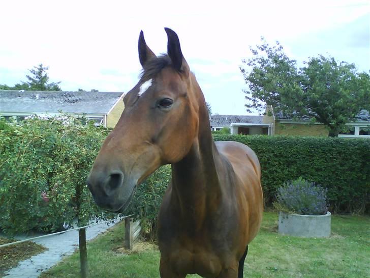 Oldenborg Scarlett - Scarlett hjemme i haven billede 17