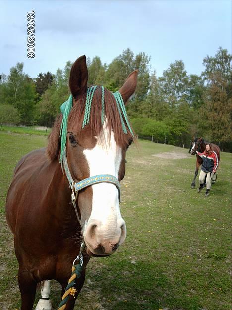 DSP another babe - pony på fold ;) hun har da vidst fået fluedimsen op om ørene , den tossede hest ;) billede 1