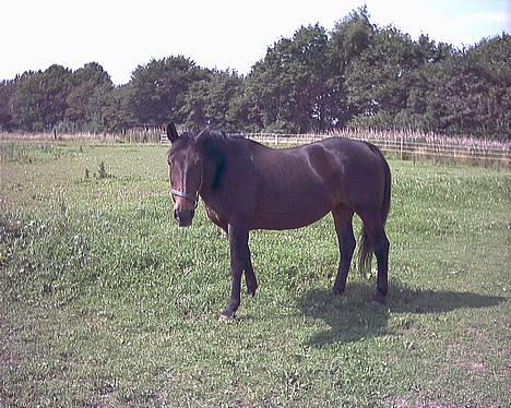 Oldenborg Linka - Linka på mark billede 13