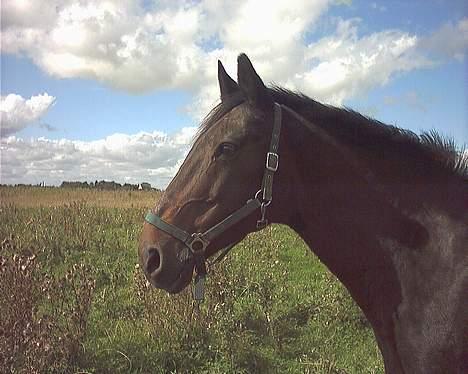 Oldenborg Linka - Hovedbilled af Linka billede 14