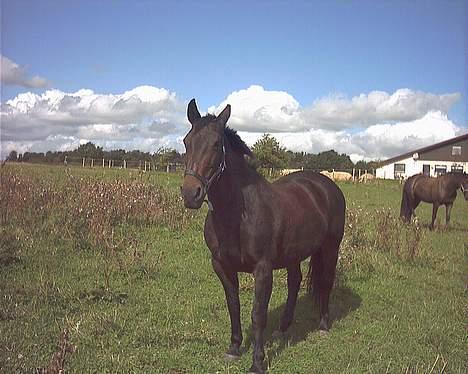 Oldenborg Linka - Linka på mark billede 15